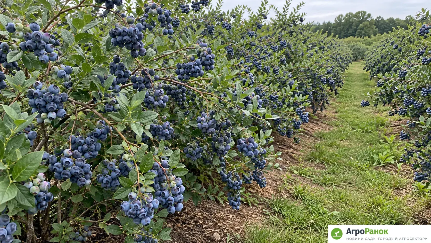 Саджанці лохини в горщиках П9