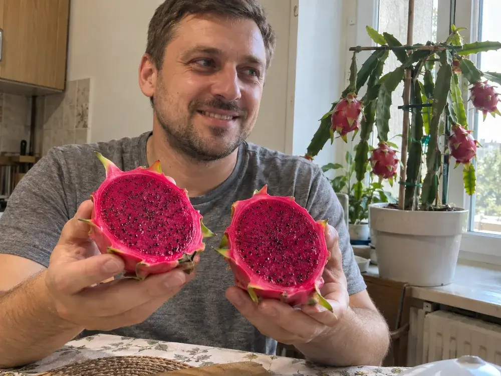 Пітахая в розрізі з яскраво-рожевою м’якоттю